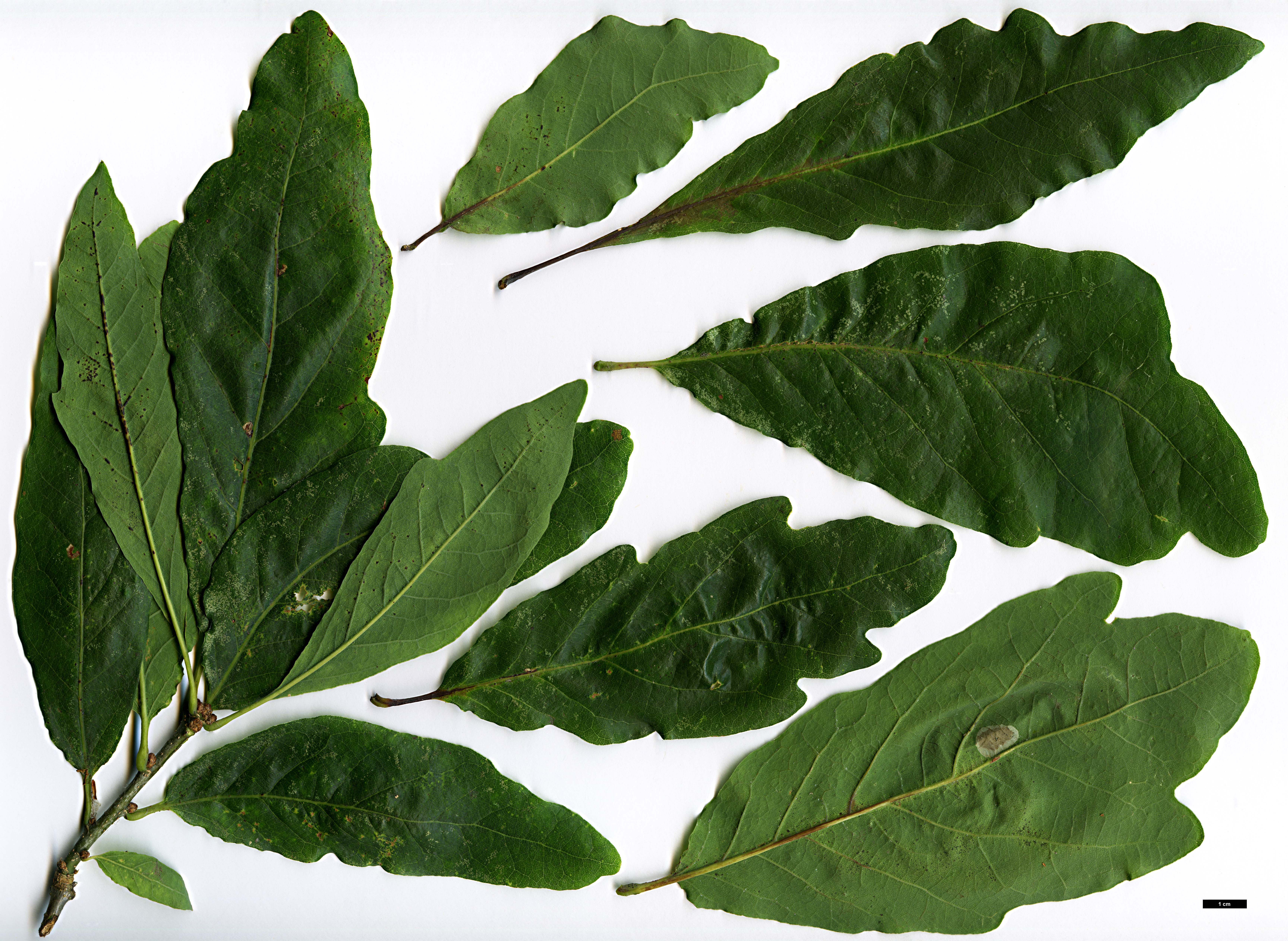 High resolution image: Family: Fagaceae - Genus: Quercus - Taxon: ×rosacea - SpeciesSub: 'Columna' (Q.petrea × Q.robur)